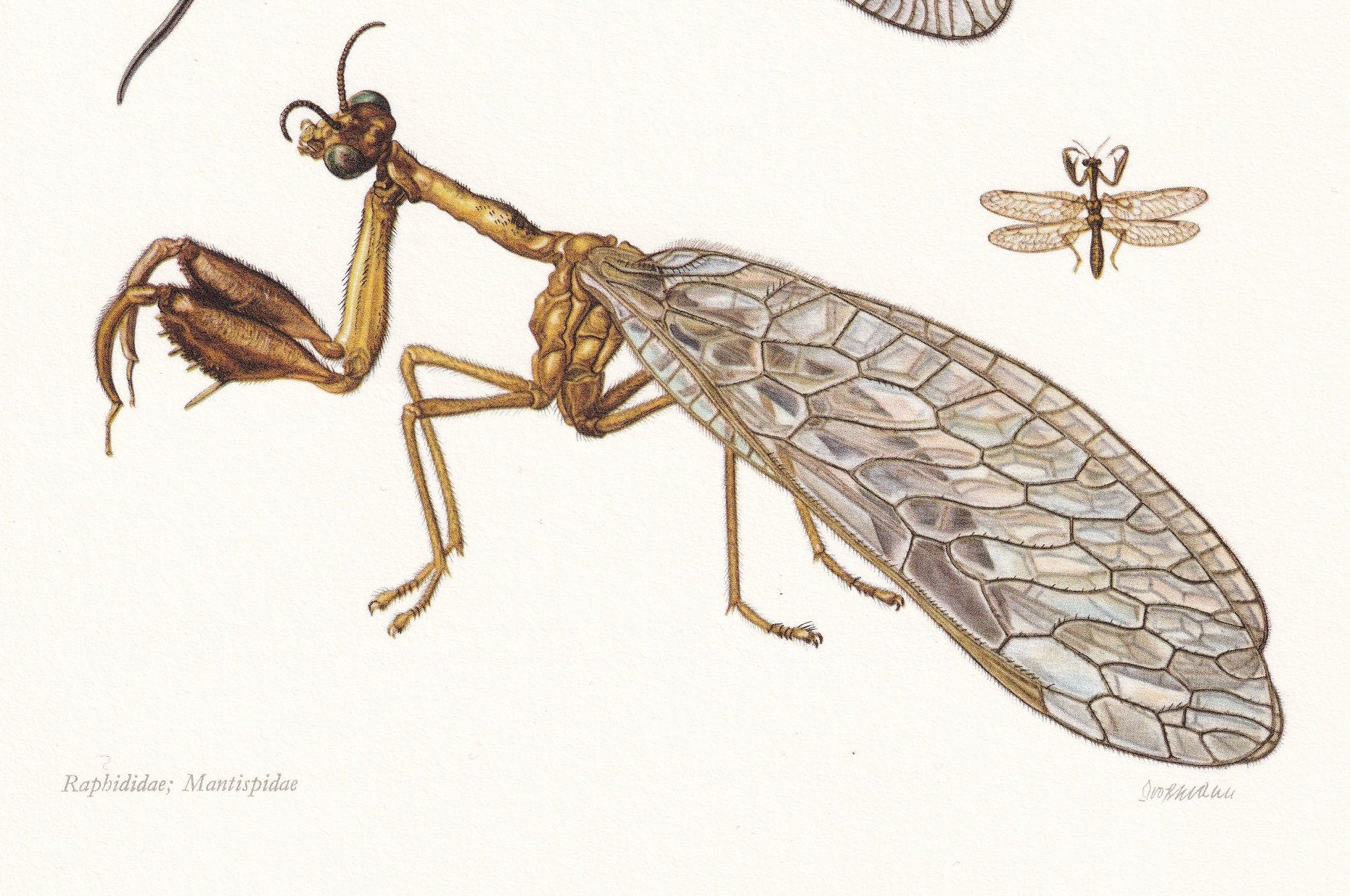 1960 SNAKEFLY & LACEWING Print - Vintage Insect Print - Bugs Illustration - Insect Wall Art - Vintage Entomology Print - 7.5 