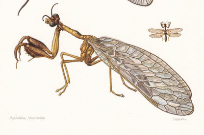 1960 SNAKEFLY & LACEWING Print - Vintage Insect Print - Bugs Illustration - Insect Wall Art - Vintage Entomology Print - 7.5 