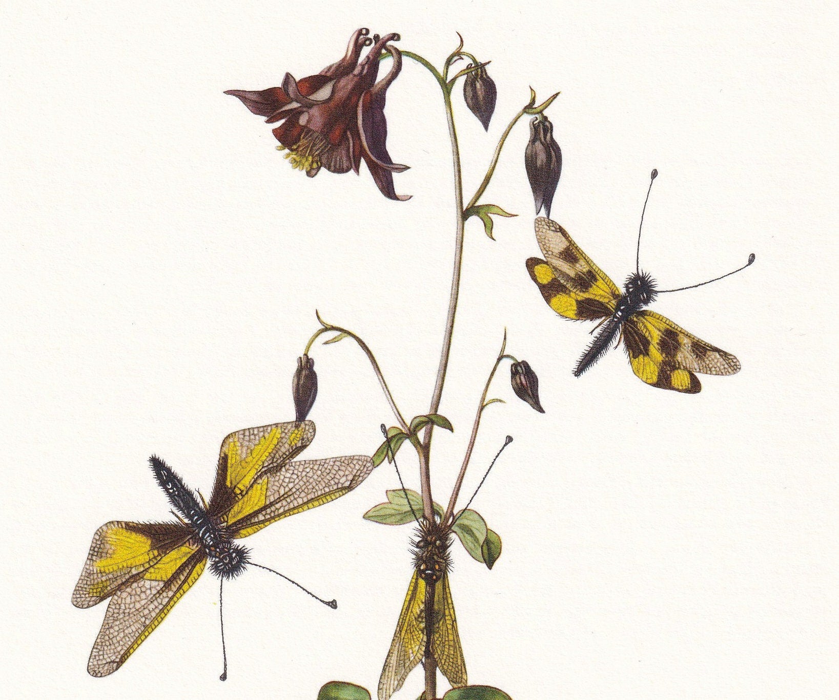 1960 OWLFLY Print - Vintage Insect Print - Bugs Illustration - Insect Wall Art - Vintage Entomology Print - 7.5 x 10.6 Inches