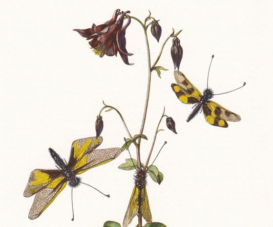 1960 OWLFLY Print - Vintage Insect Print - Bugs Illustration - Insect Wall Art - Vintage Entomology Print - 7.5 x 10.6 Inches