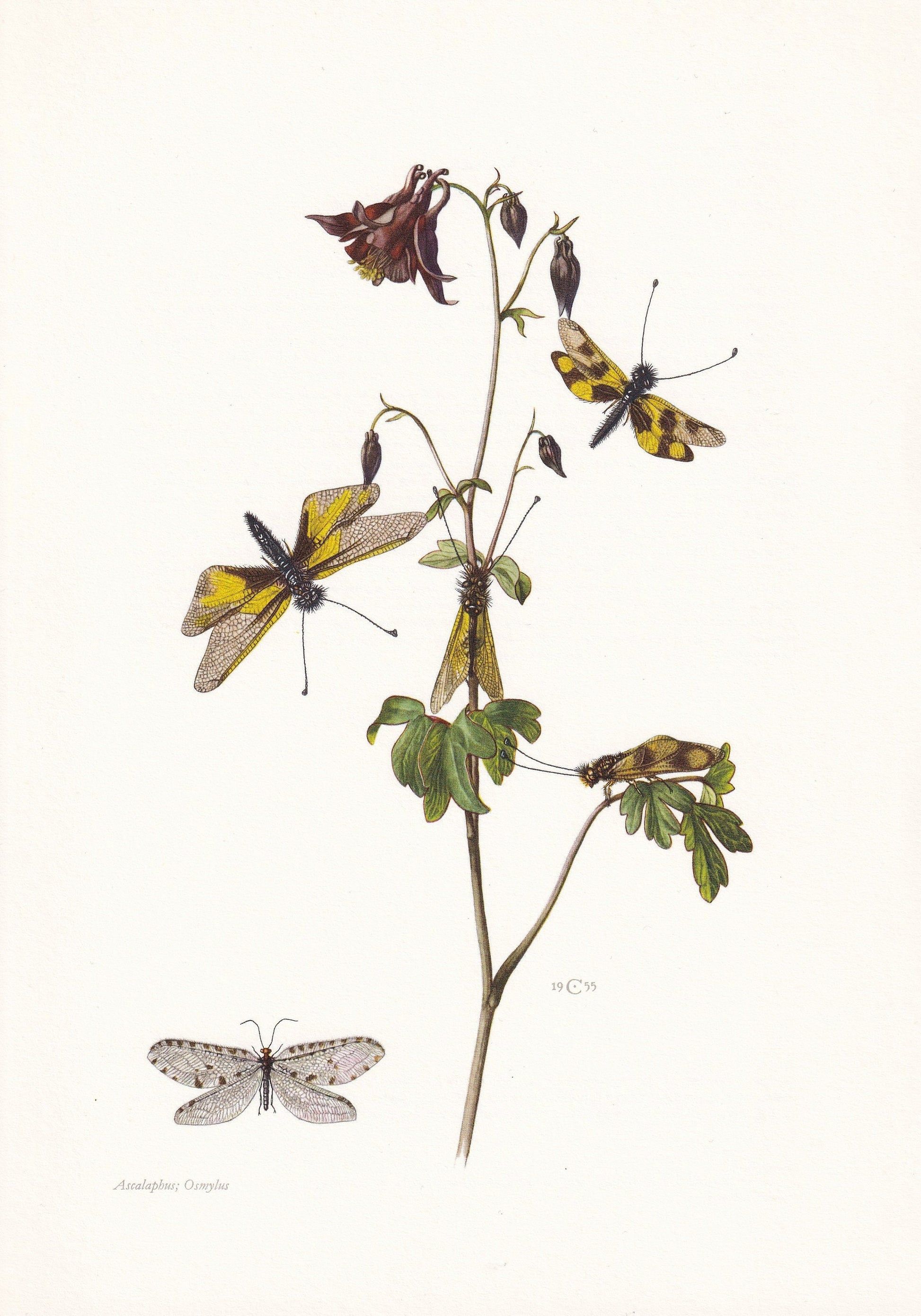 1960 OWLFLY Print - Vintage Insect Print - Bugs Illustration - Insect Wall Art - Vintage Entomology Print - 7.5 x 10.6 Inches