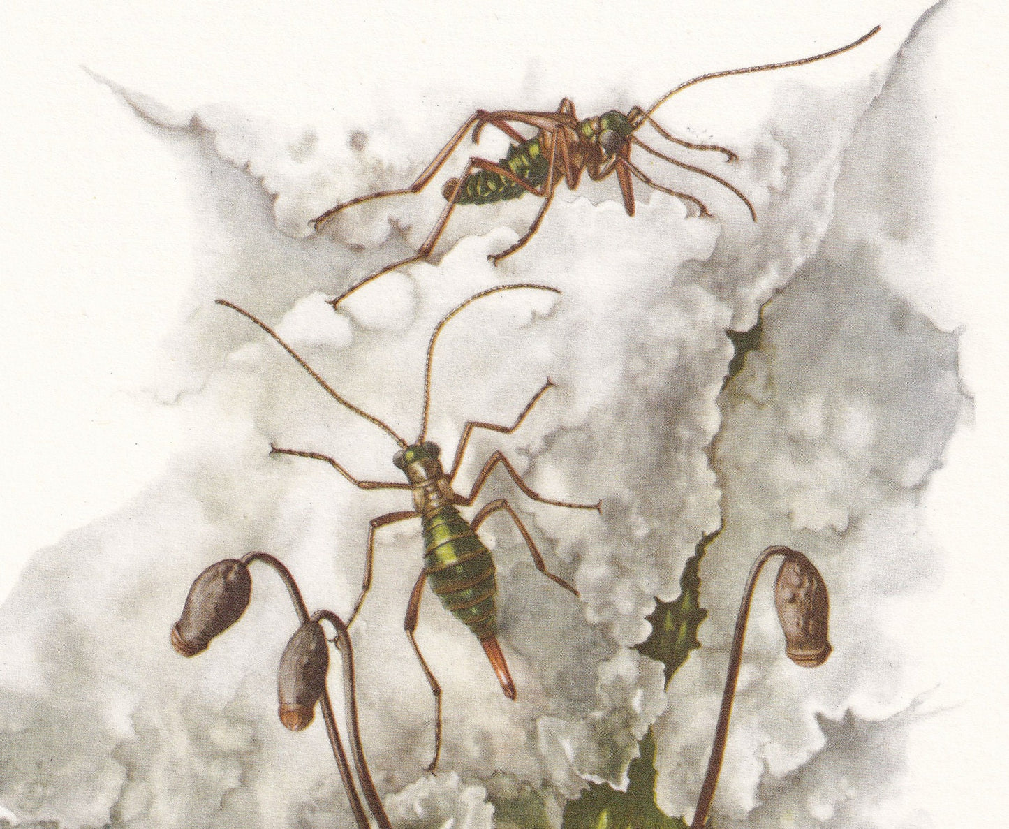 1960 SNOW FLEA Print - Vintage Insect Print - Bugs Illustration - Insect Wall Art - Vintage Entomology Print - 7.5 x 10.6 Inc