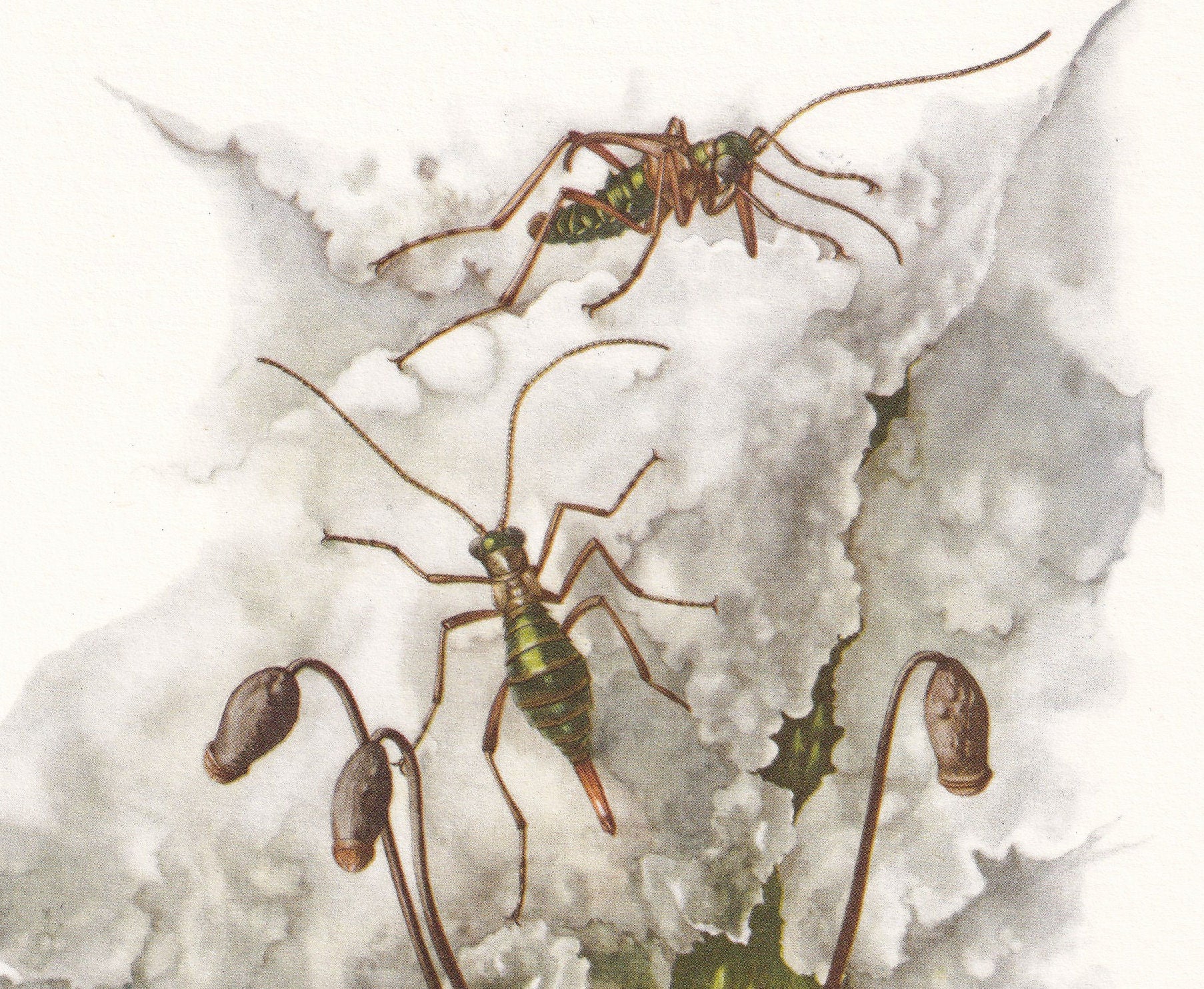 1960 SNOW FLEA Print - Vintage Insect Print - Bugs Illustration - Insect Wall Art - Vintage Entomology Print - 7.5 x 10.6 Inc