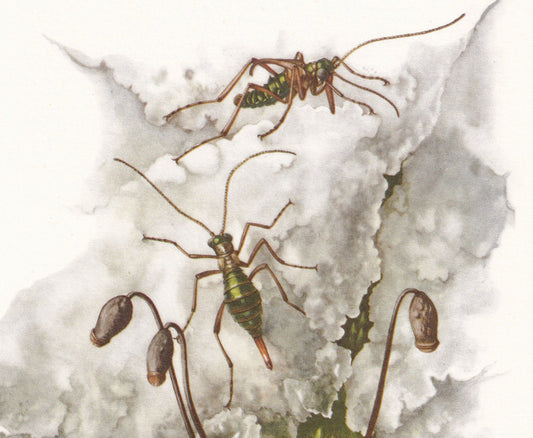 1960 SNOW FLEA Print - Vintage Insect Print - Bugs Illustration - Insect Wall Art - Vintage Entomology Print - 7.5 x 10.6 Inc