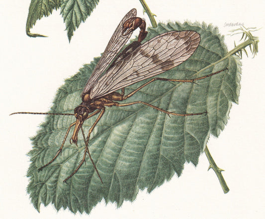 1960 SCORPION FLY Print - Vintage Insect Print - Bugs Illustration - Insect Wall Art - Vintage Entomology Print - 7.5 x 10.6 