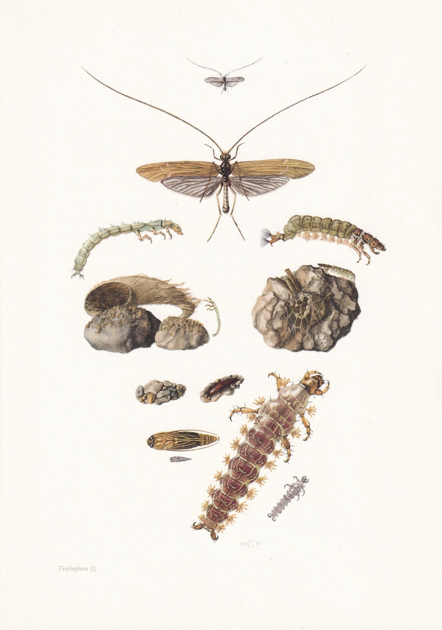 1960 CADDISFLY Print - Vintage Insect Print - Bugs Illustration - Insect Wall Art - Vintage Entomology Print - 7.5 x 10.6 Inc
