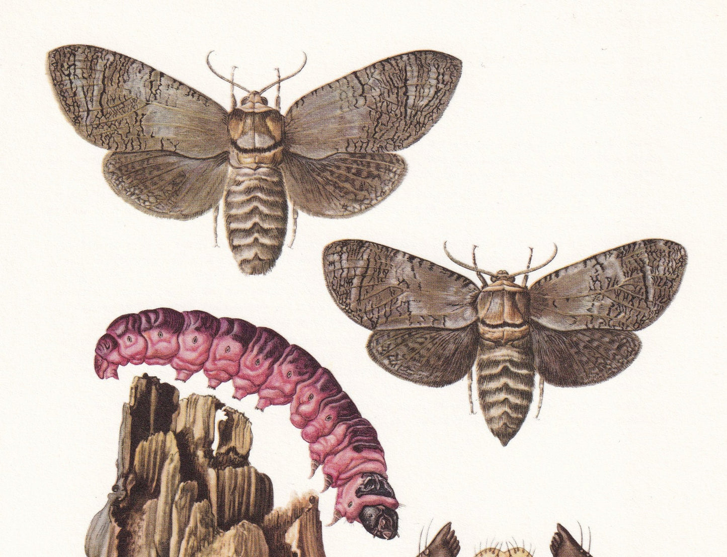 1960 GOAT MOTH Print - Vintage Insect Print - Bugs Illustration - Insect Wall Art - Vintage Entomology Print - 7.5 x 10.6 Inc