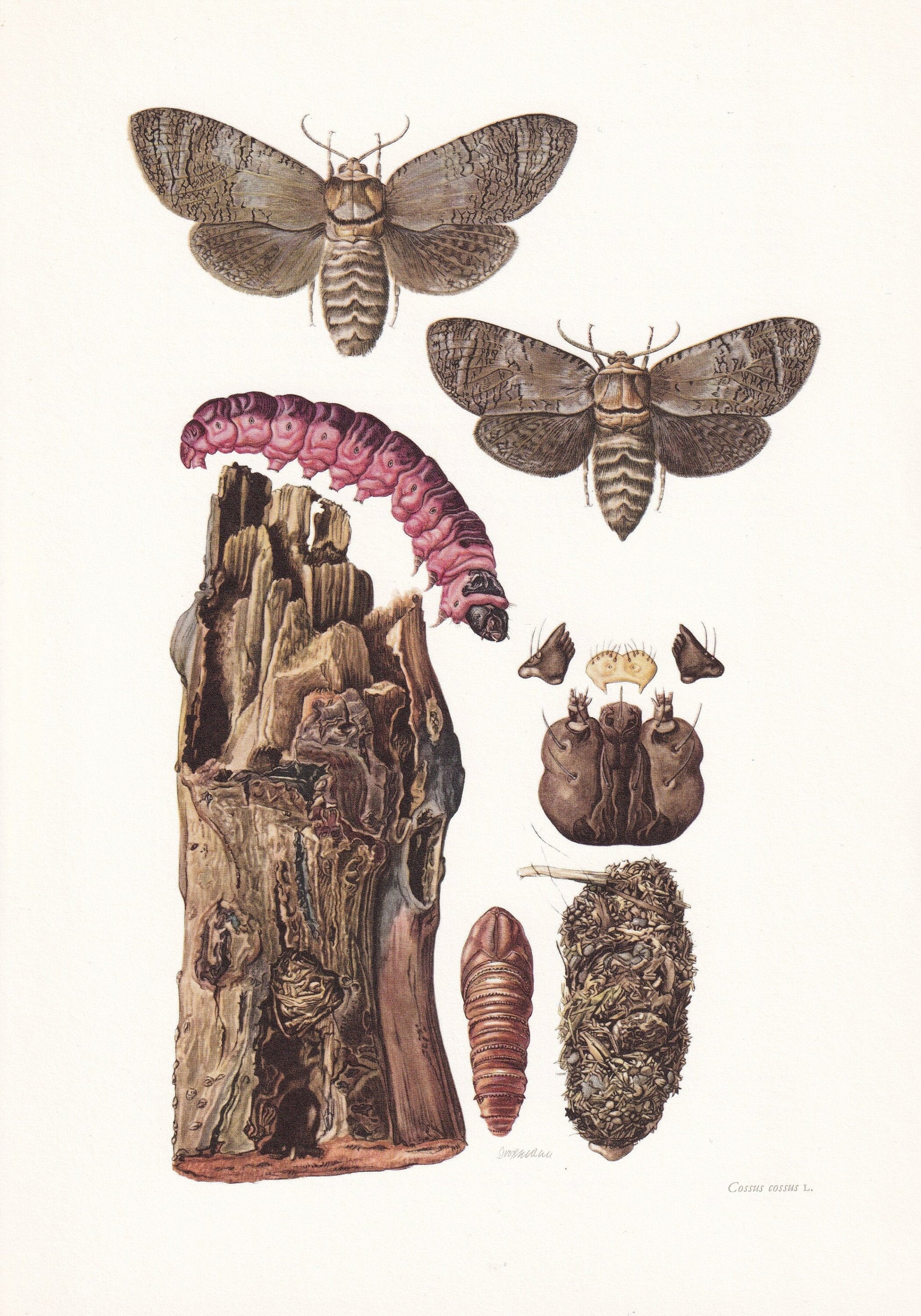 1960 GOAT MOTH Print - Vintage Insect Print - Bugs Illustration - Insect Wall Art - Vintage Entomology Print - 7.5 x 10.6 Inc