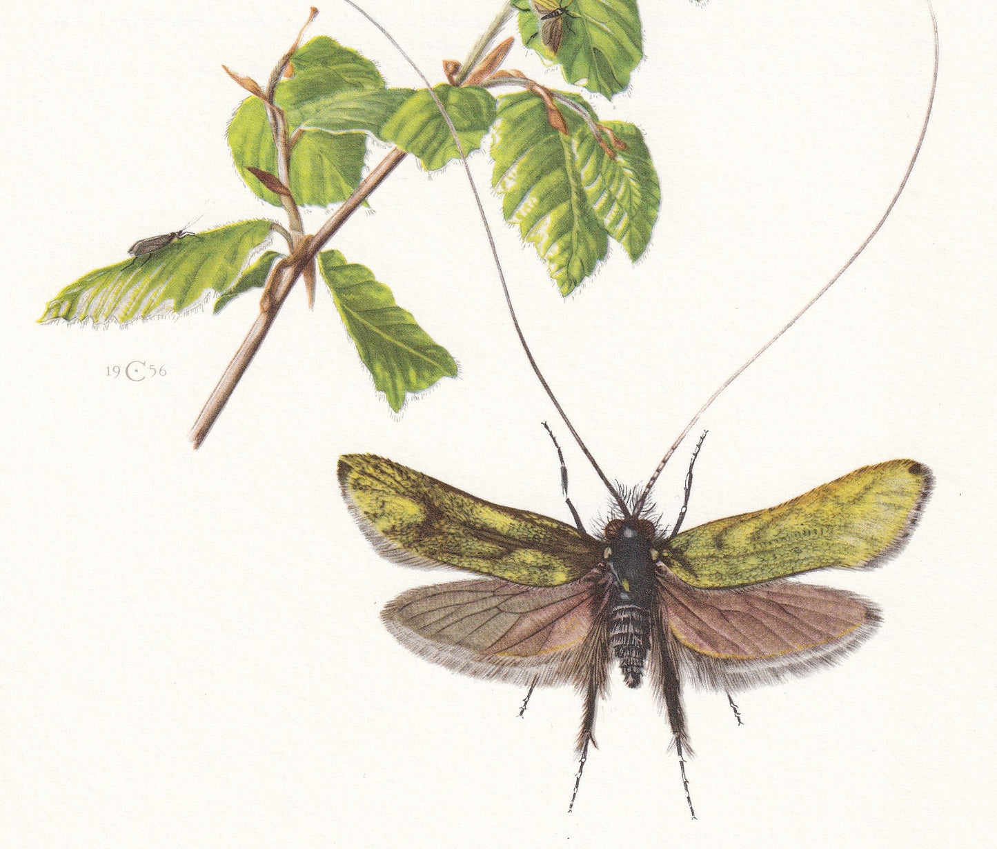 1960 GREEN LONGHORN MOTH Print - Vintage Insect Print - Bugs Illustration - Insect Wall Art - Vintage Entomology Print - 7.5 