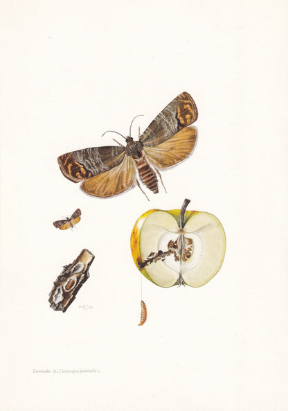 1960 CODLING MOTH Print - Vintage Insect Print - Bugs Illustration - Insect Wall Art - Vintage Entomology Print - 7.5 x 10.6 