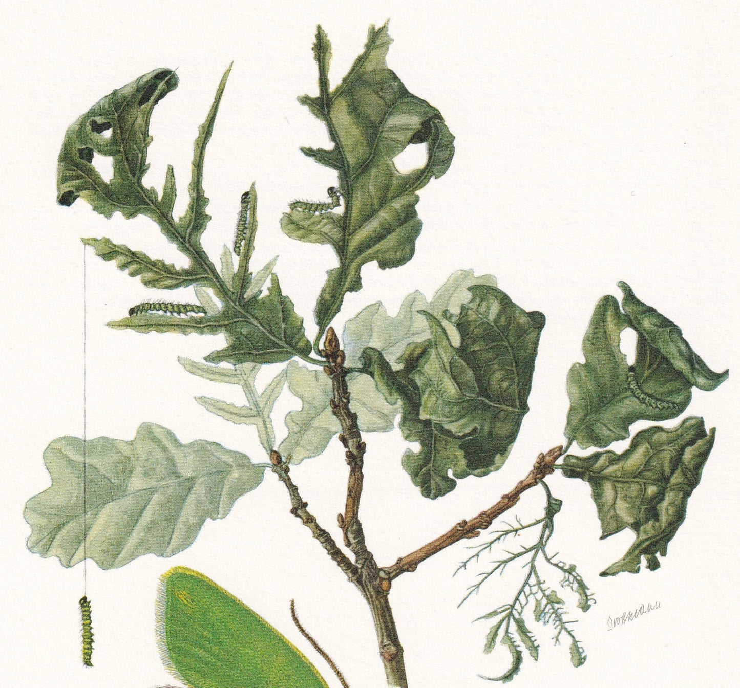 1960 GREEN OAK TORTRIX Moth Print - Vintage Insect Print - Bug Illustration - Insect Wall Art - Vintage Entomology Print - 63 Years Old