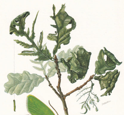 1960 GREEN OAK TORTRIX Moth Print - Vintage Insect Print - Bug Illustration - Insect Wall Art - Vintage Entomology Print - 63 Years Old