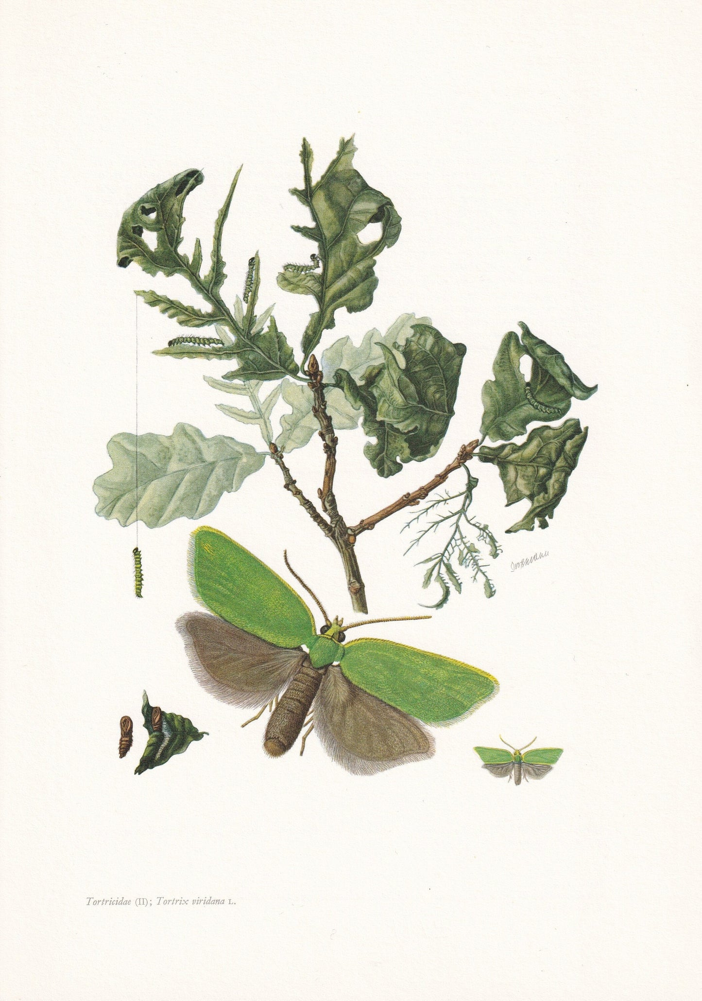 1960 GREEN OAK TORTRIX Moth Print - Vintage Insect Print - Bug Illustration - Insect Wall Art - Vintage Entomology Print - 63