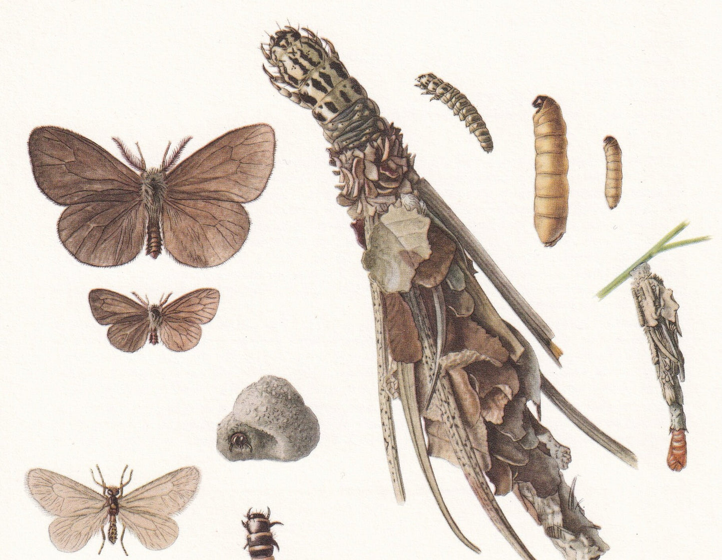 1960 APPLE LEAF-MINER Moth Print - Vintage Insect Print - Bug Illustration - Insect Wall Art - Vintage Entomology Print - 7.5 x 10.6 Inches