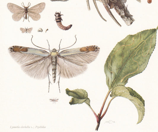 1960 APPLE LEAF-MINER Moth Print - Vintage Insect Print - Bug Illustration - Insect Wall Art - Vintage Entomology Print - 7.5