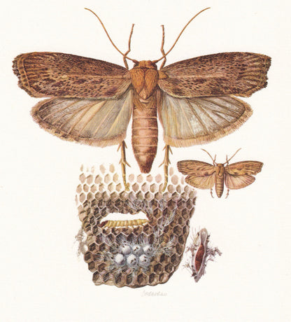 1960 MEDITERRANEAN FLOWER MOTH & Greater Wax Moth Print - Vintage Insect Print - Insect Wall Art - Vintage Entomology Print -