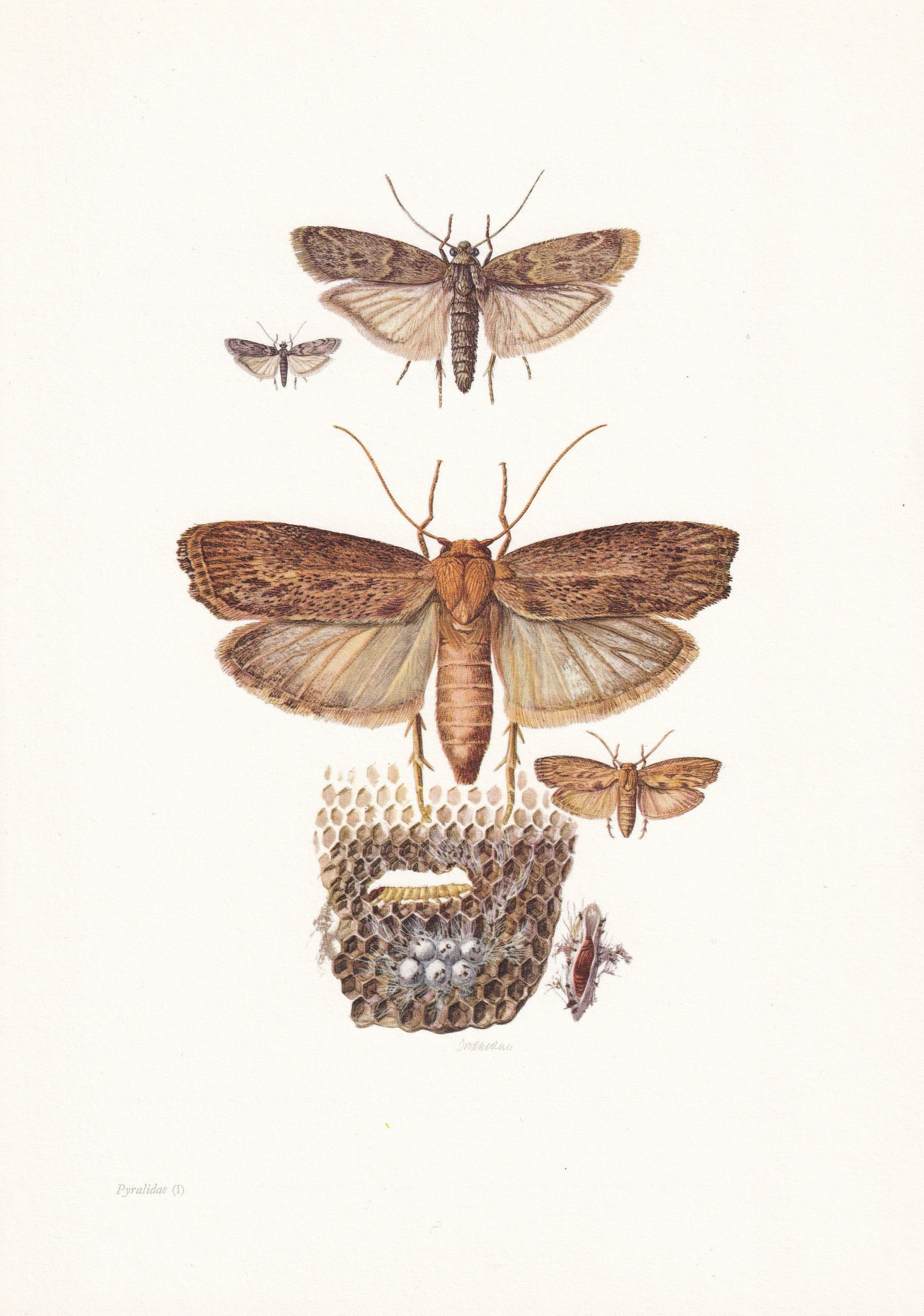 1960 MEDITERRANEAN FLOWER MOTH & Greater Wax Moth Print - Vintage Insect Print - Insect Wall Art - Vintage Entomology Print -