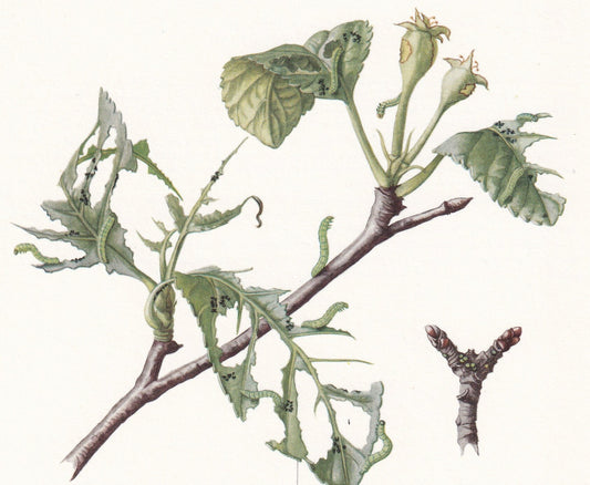 1960 WINTER MOTH Print - Vintage Insect Print - Bug Illustration - Insect Wall Art - Vintage Entomology Print - 7.5 x 10.6 In