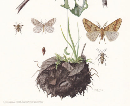 1960 WINTER MOTH Print - Vintage Insect Print - Bug Illustration - Insect Wall Art - Vintage Entomology Print - 7.5 x 10.6 In