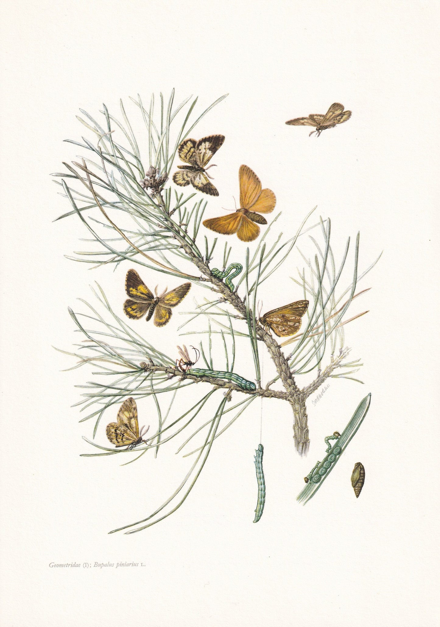 1960 BUPALUS MOTH Print - Vintage Insect Print - Bug Illustration - Insect Wall Art - Vintage Entomology Print - 7.5 x 10.6 I