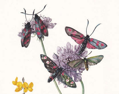1960 BURNET MOTH Print - Vintage Insect Print - Bug Illustration - Insect Wall Art - Vintage Entomology Print - 7.5 x 10.6 In