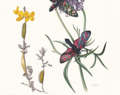 1960 BURNET MOTH Print - Vintage Insect Print - Bug Illustration - Insect Wall Art - Vintage Entomology Print - 7.5 x 10.6 In