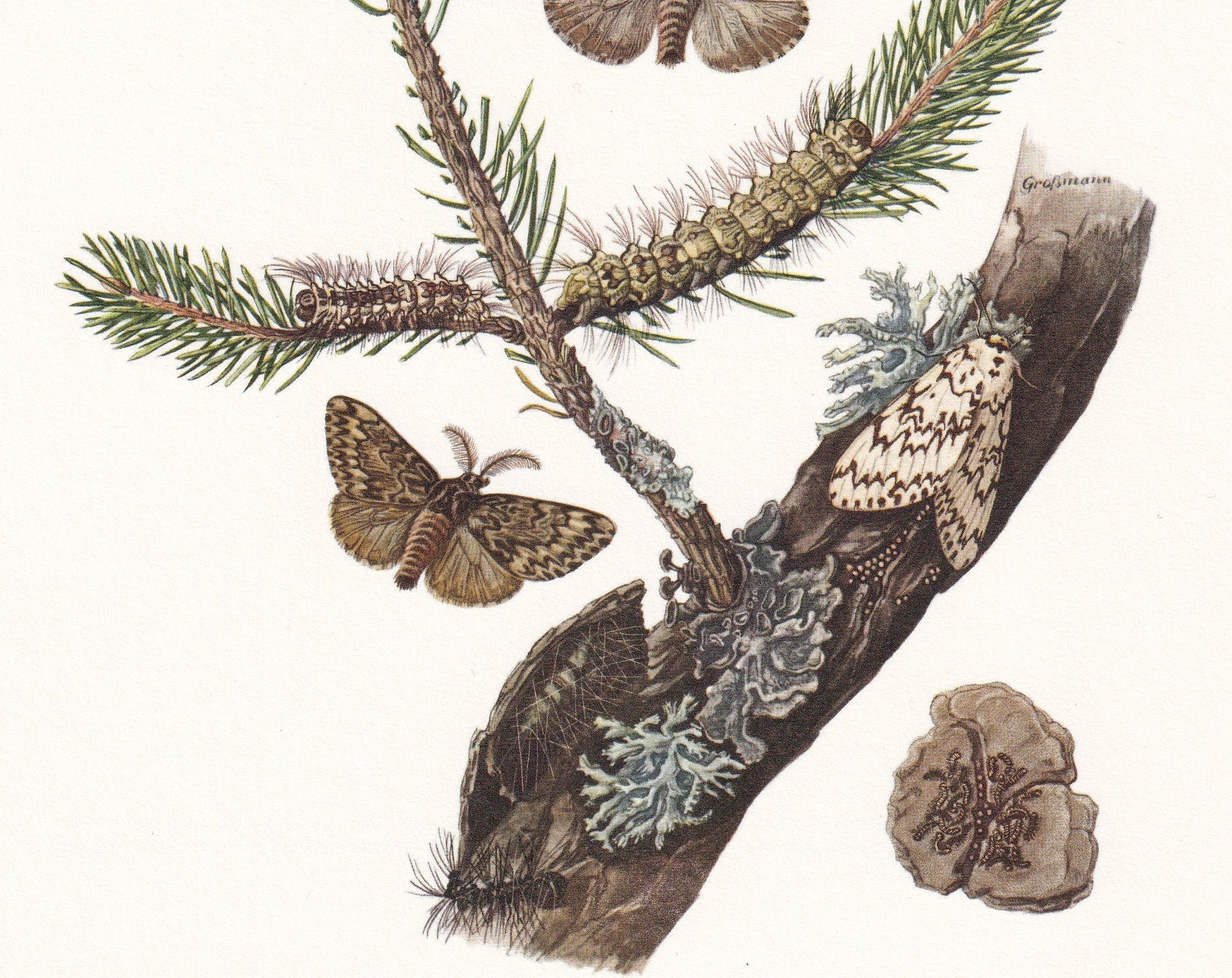 1960 BLACK ARCHES MOTH aka Nun Moth Print - Vintage Insect Print - Insect Wall Art - Vintage Entomology Print - 7.5 x 10.6 In