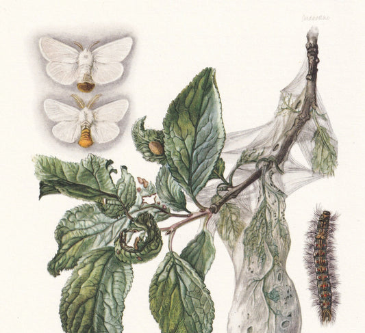 1960 BROWN-TAIL MOTH & Yellow-Tail Moth Print - Vintage Insect Print - Insect Wall Art - Vintage Entomology Print - 7.5 x 10.