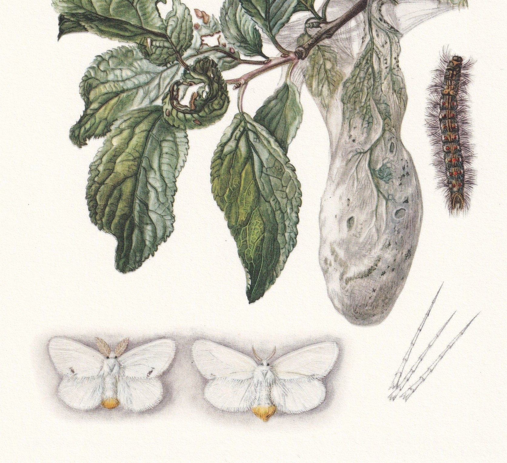 1960 BROWN-TAIL MOTH & Yellow-Tail Moth Print - Vintage Insect Print - Insect Wall Art - Vintage Entomology Print - 7.5 x 10.