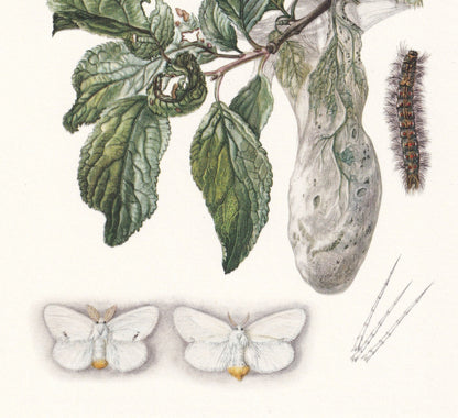 1960 BROWN-TAIL MOTH & Yellow-Tail Moth Print - Vintage Insect Print - Insect Wall Art - Vintage Entomology Print - 7.5 x 10.