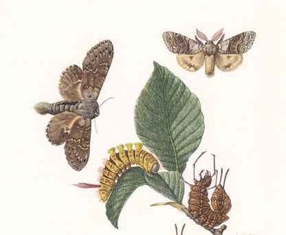 1960 PALE TUSSOCK MOTH & Lobster Moth Print - Vintage Insect Print - Insect Wall Art - Vintage Entomology Print - 7.5 x 10.6 Inches