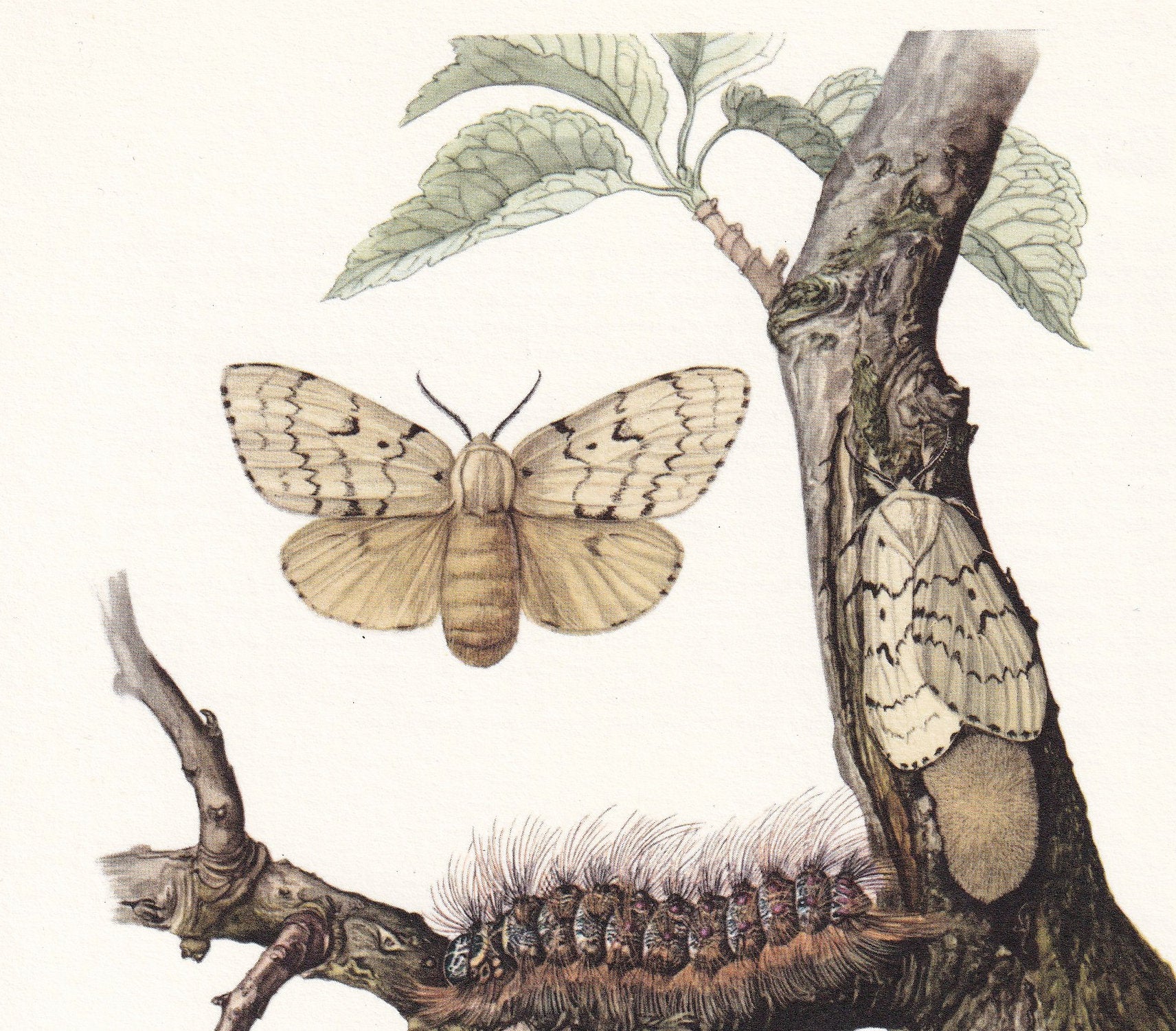 1960 GYPSY MOTH aka Spongy Moth Print - Vintage Insect Print - Bug Illustration - Insect Wall Art - Vintage Entomology Print 