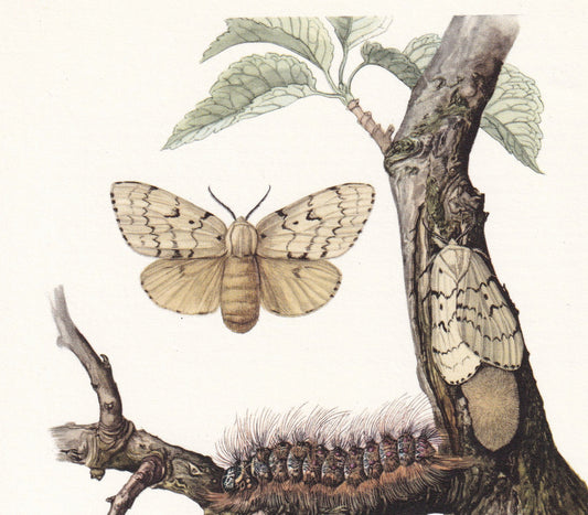 1960 GYPSY MOTH aka Spongy Moth Print - Vintage Insect Print - Bug Illustration - Insect Wall Art - Vintage Entomology Print 