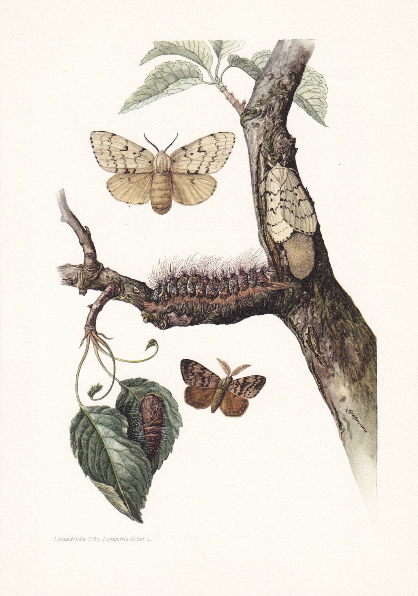 1960 GYPSY MOTH aka Spongy Moth Print - Vintage Insect Print - Bug Illustration - Insect Wall Art - Vintage Entomology Print 