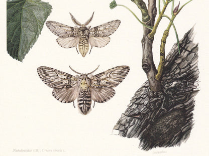 1960 PUSS MOTH & CATERPILLAR Print - Vintage Insect Print - Bug Illustration - Insect Wall Art - Vintage Entomology Print - 6