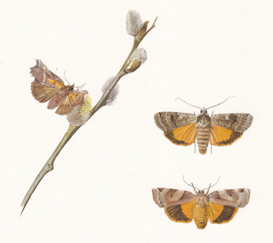 1960 OWLET MOTH Print - Vintage Insect Print - Bug Illustration - Insect Wall Art - Vintage Entomology Print - 7.5 x 10.6 Inc