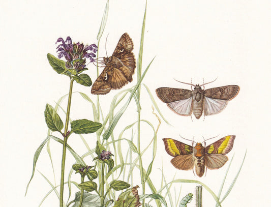 1960 TURNIP MOTH Print - Vintage Insect Print - Silver Y Moth - Insect Wall Art - Vintage Entomology Print - 7.5 x 10.6 Inche