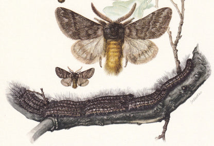 1960 OAK PROCESSIONARY MOTH Print - Vintage Insect Print - Bug Illustration - Insect Wall Art - Vintage Entomology Print - 63 Years Old