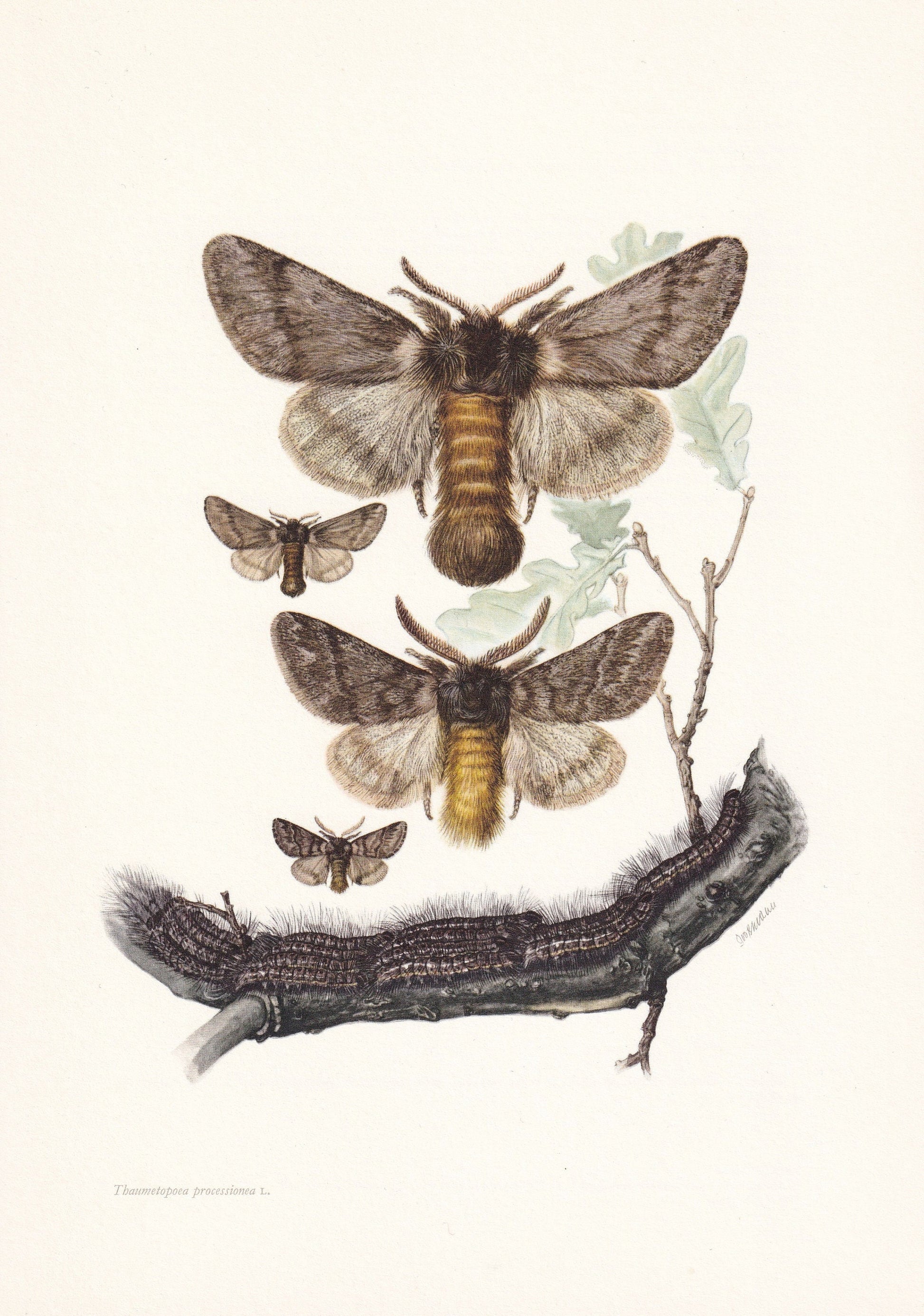 1960 OAK PROCESSIONARY MOTH Print - Vintage Insect Print - Bug Illustration - Insect Wall Art - Vintage Entomology Print - 63