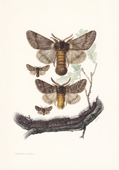 1960 OAK PROCESSIONARY MOTH Print - Vintage Insect Print - Bug Illustration - Insect Wall Art - Vintage Entomology Print - 63