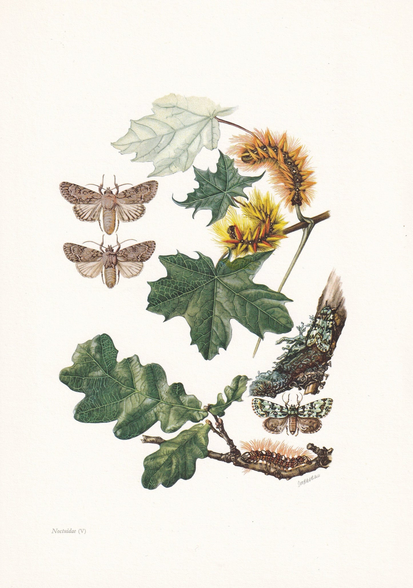 1960 OWLET MOTH Print - Vintage Insect Print - Bug Illustration - Insect Wall Art - Vintage Entomology Print - 7.5 x 10.6 Inc