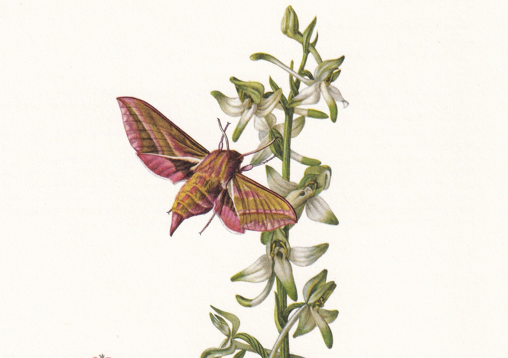 1960 VINE HAWK MOTH Print - Vintage Insect Print - Bug Illustration - Insect Wall Art - Vintage Entomology Print - 7.5 x 10.6