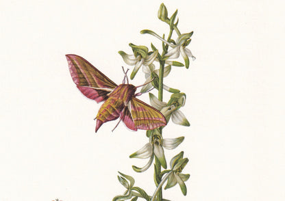 1960 VINE HAWK MOTH Print - Vintage Insect Print - Bug Illustration - Insect Wall Art - Vintage Entomology Print - 7.5 x 10.6