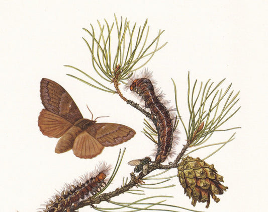 1960 PINE TREE LAPPET Print - Vintage Insect Print - Bug Illustration - Insect Wall Art - Vintage Entomology Print - 7.5 x 10