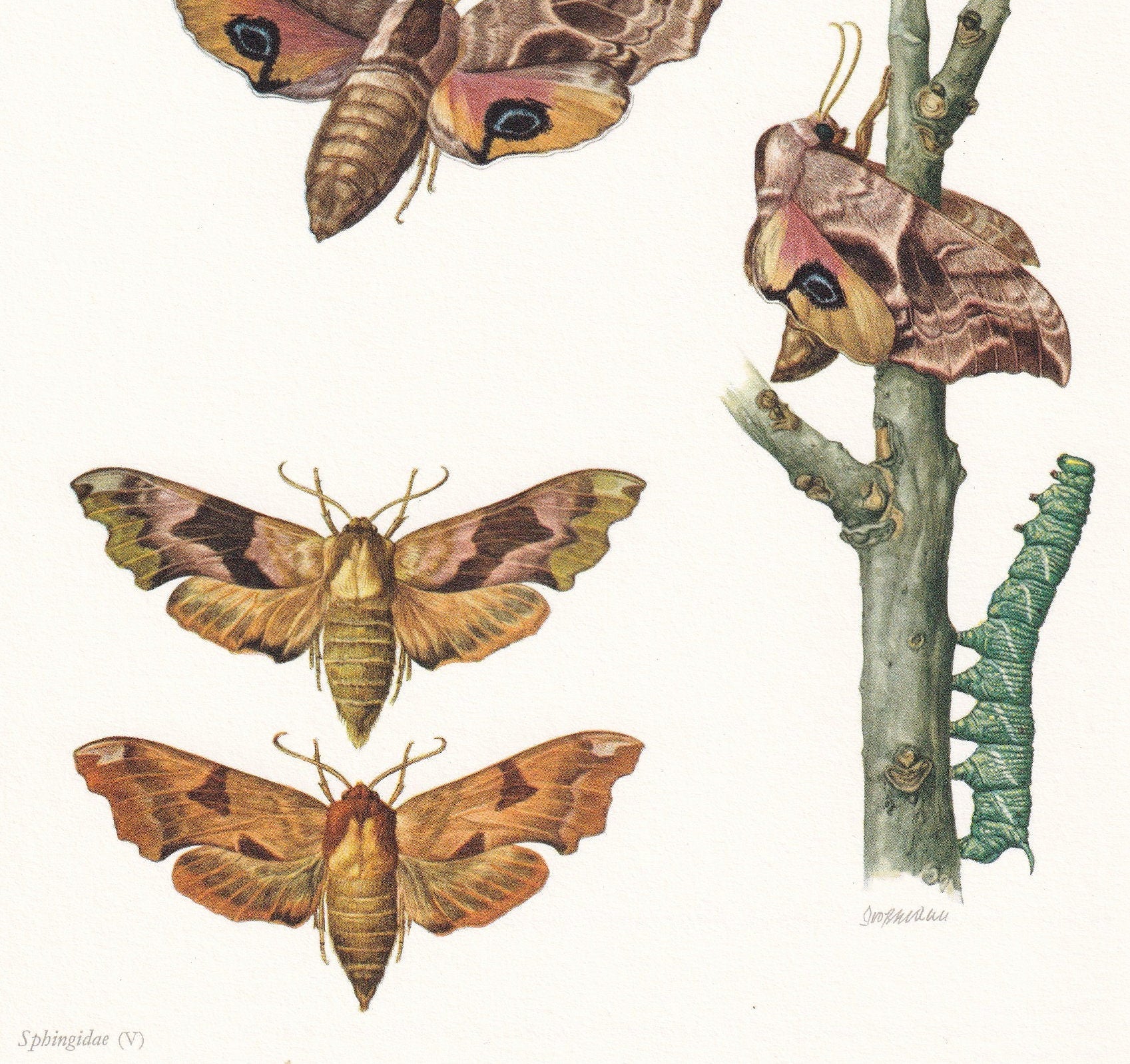 1960 HAWK MOTH Print - Vintage Insect Print - Bug Illustration - Insect Wall Art - Vintage Entomology Print - 7.5 x 10.6 Inch