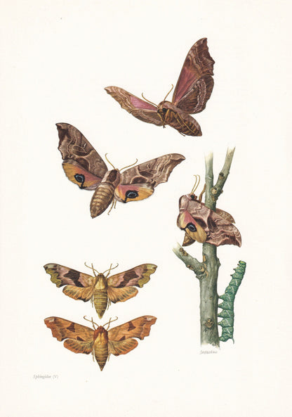 1960 HAWK MOTH Print - Vintage Insect Print - Bug Illustration - Insect Wall Art - Vintage Entomology Print - 7.5 x 10.6 Inch