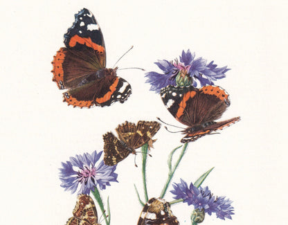 1960 RED ADMIRAL BUTTERFLY Print - Vintage Insect - Butterfly Wall Art - Vintage Entomology Print - 7.5 x 10.6 Inches