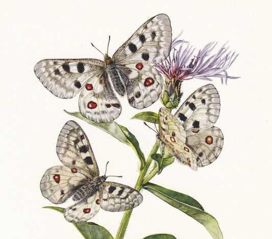 1960 APOLLO BUTTERFLY Print - Vintage Insect - Butterfly Wall Art - Vintage Entomology Print - 7.5 x 10.6 Inches
