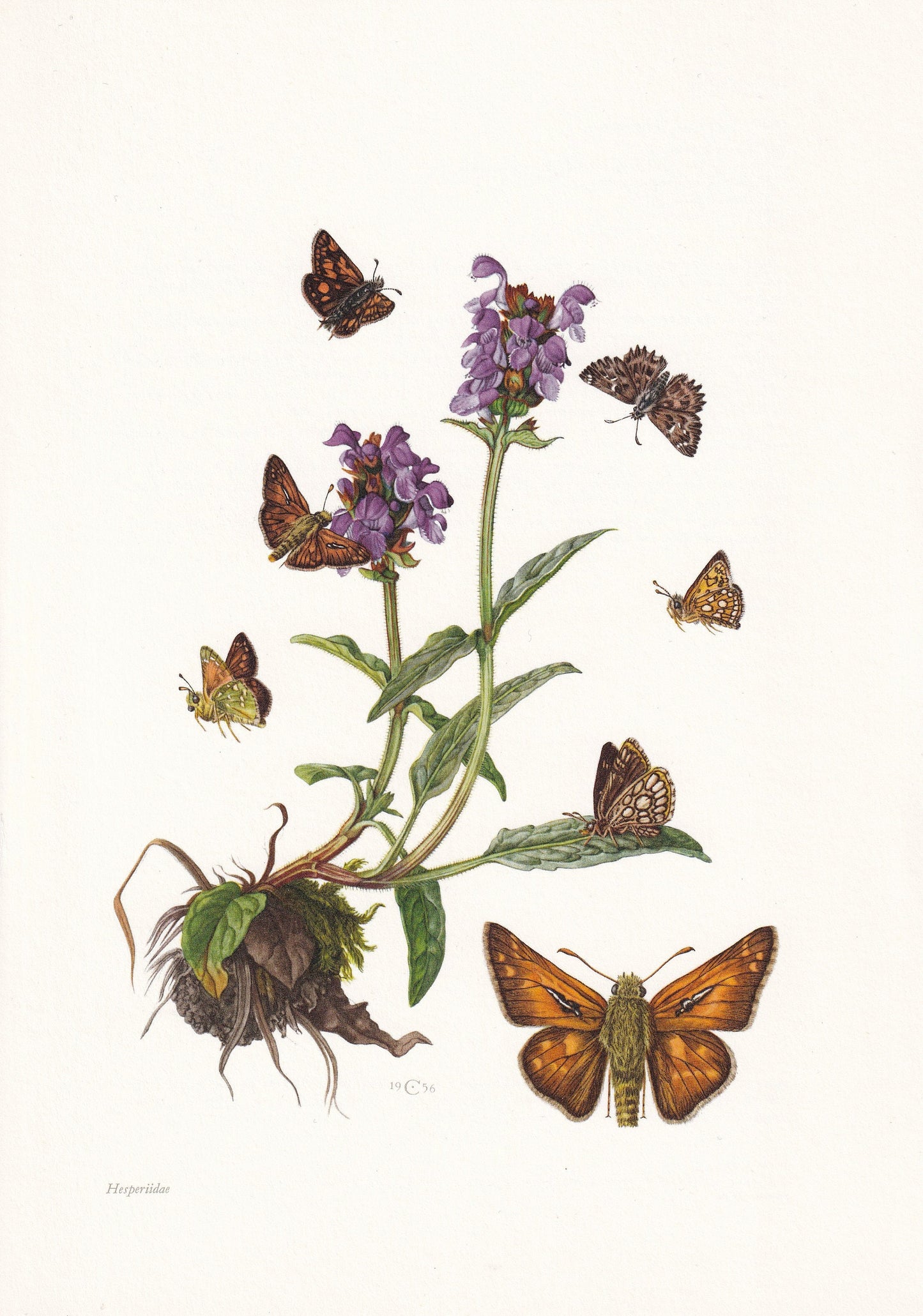 1960 SKIPPER BUTTERFLY Print - Vintage Insect - Butterfly Wall Art - Vintage Entomology Print - 7.5 x 10.6 Inches