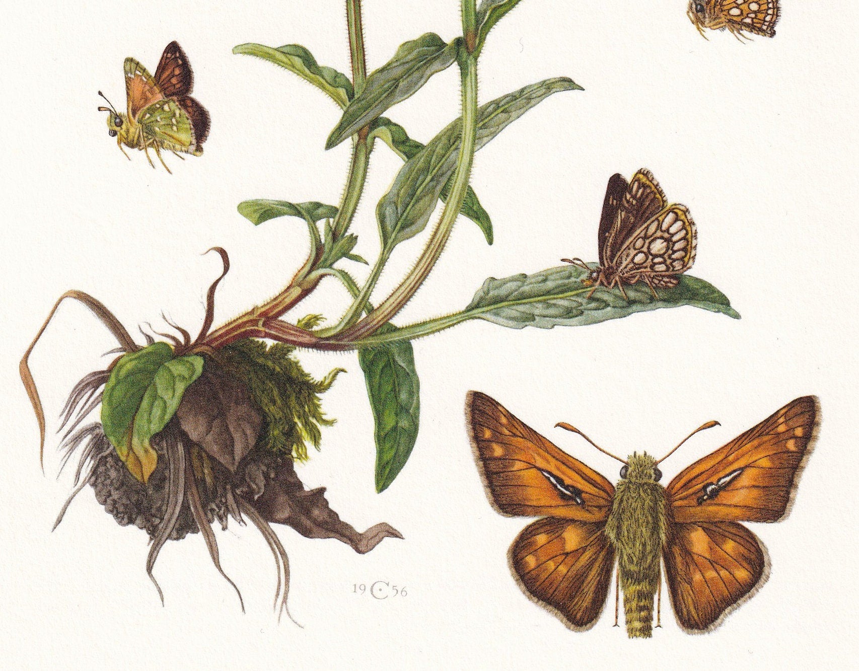 1960 SKIPPER BUTTERFLY Print - Vintage Insect - Butterfly Wall Art - Vintage Entomology Print - 7.5 x 10.6 Inches